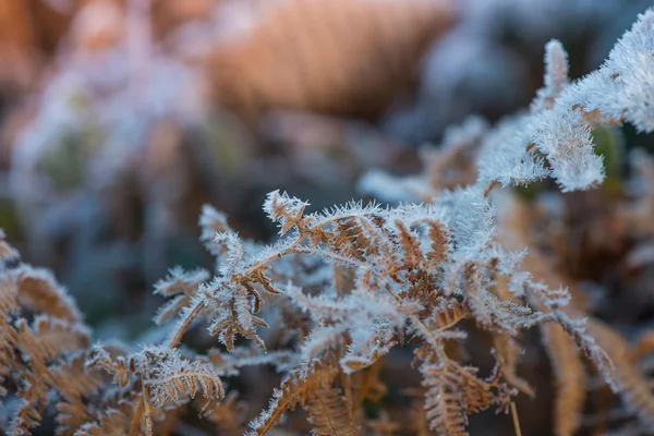 Nahsicht auf frostbedecktes Plateau mit Kreuzfarbe effe — Stockfoto