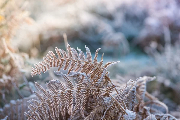 Nahsicht auf frostbedecktes Plateau mit Kreuzfarbe effe — Stockfoto