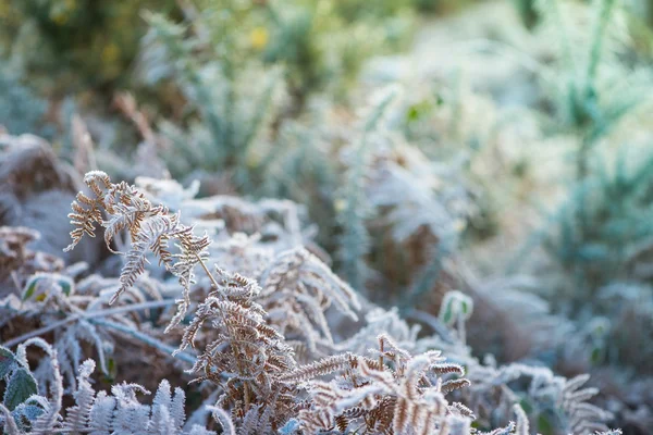 Close view on frost covered planst with cross vintage color effe — Stock Photo, Image