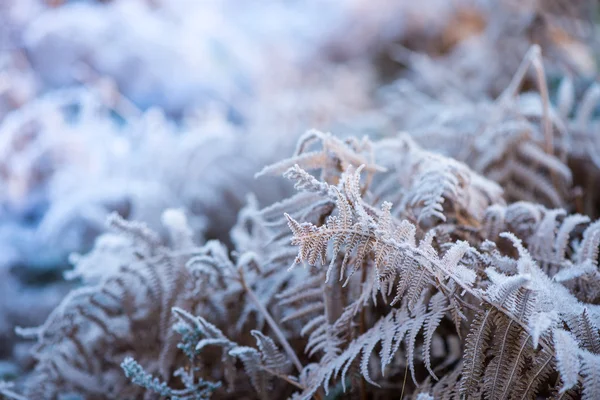 Close view on frost covered planst with cross vintage color effe — Stock Photo, Image
