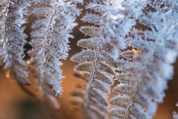 Cristais de geada sobre plantas no início da manhã fria — Fotografia de Stock