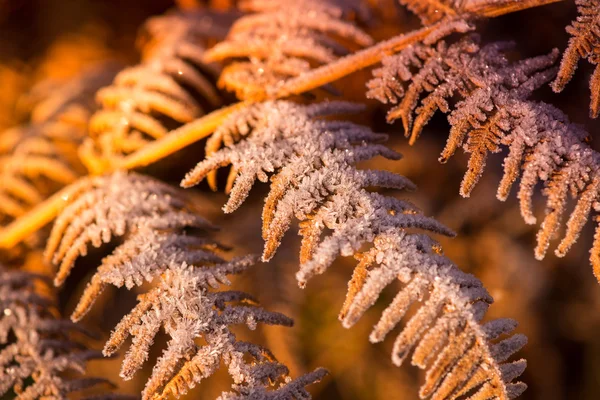 Frostbedecktes Blatt an einem kalten Wintermorgen — Stockfoto