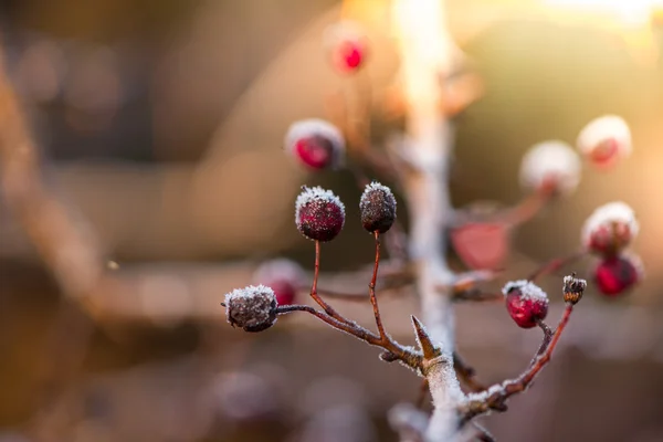 Winterfrucht bei Sonnenaufgang mit Frost bedeckt — Stockfoto