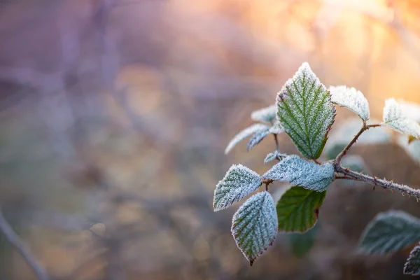 Frost  on early morning meadow at sunrise in vintage colors — Stock Photo, Image