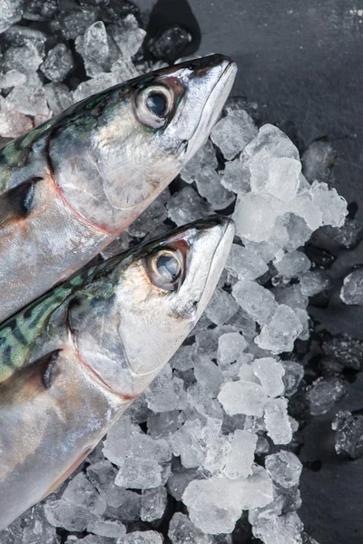 Captura fresca de pescado entero sobre hielo y fondo de pizarra — Foto de Stock
