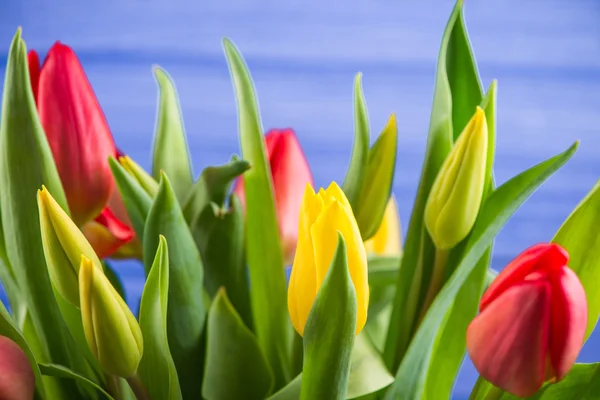 Bunch of fresh spring tulips — Stock Photo, Image