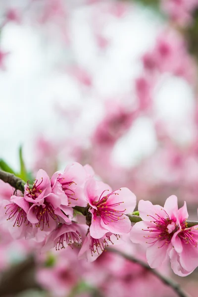 Kwitnące Drzewo Gałąź Wiosnę Blured Tło — Zdjęcie stockowe