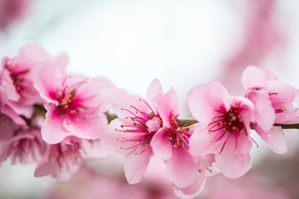 Kwitnące drzewo gałąź na wiosnę z tło zamazane pole — Zdjęcie stockowe