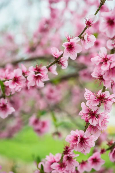 Kwitnące drzewo gałąź na wiosnę z blured tło — Zdjęcie stockowe