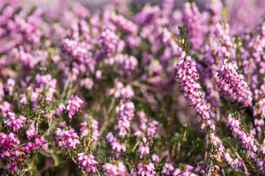 Mevsimlik arka plan ile çiçeklenme heathers