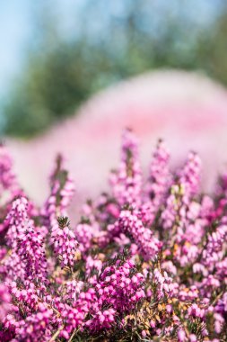 Mevsimlik arka plan ile çiçeklenme heathers