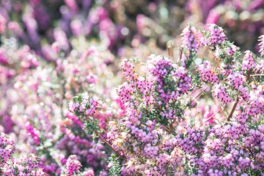 Mevsimlik arka plan ile çiçeklenme heathers