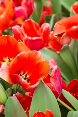 Bahar bahçede çiçek açan beautful Lale