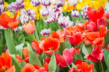 Bahar bahçede çiçek açan beautful Lale