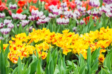 Bahar bahçede çiçek açan beautful Lale