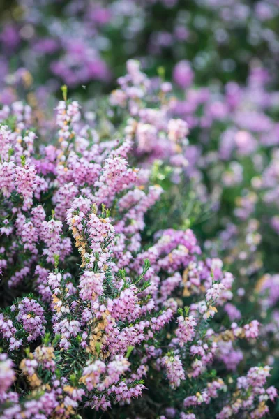 Blured 背景に咲くヘザース — ストック写真