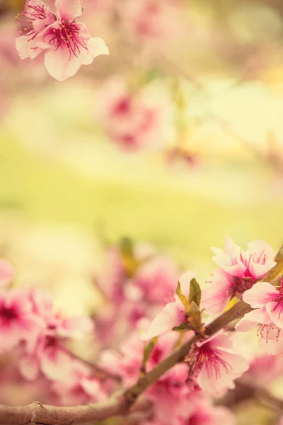 Wczesną wiosną kwitnące drzewo gałąź — Zdjęcie stockowe