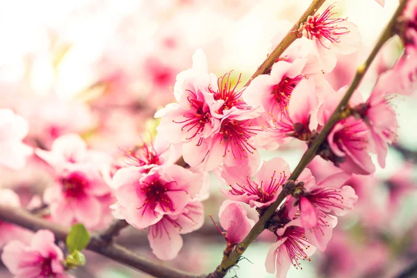 Różowe kwiaty na wiosnę kwitnące drzewo gałąź z słońce — Zdjęcie stockowe