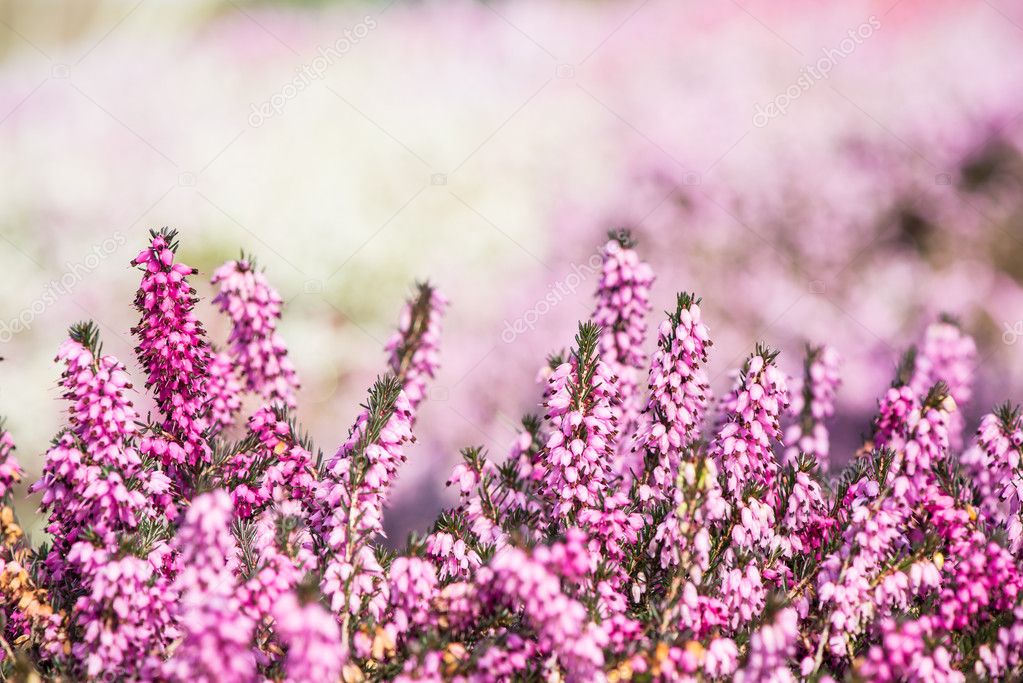 Blooming heathers with blured background