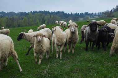 Geleneksel koyun otlatma Lehçe tepelerde Tatry dağlara reg