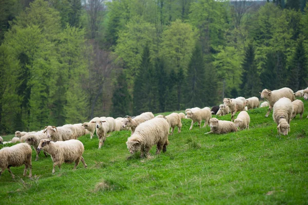 Tradycyjne owce pasące się na wzgórzach w polskich górach — Zdjęcie stockowe