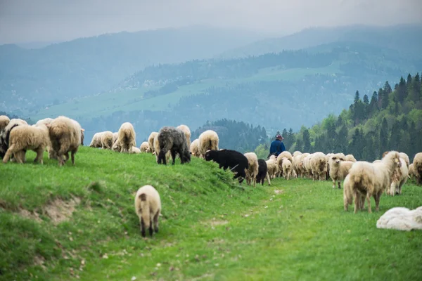 Traditional sheep grazing on hills in polish mountains — Stock Photo, Image