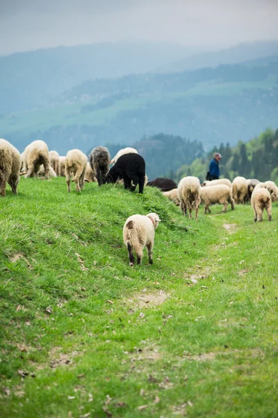 Traditional sheep grazing on hills in polish mountains — Stock Photo, Image