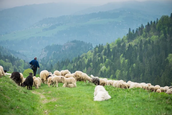 Pâturage traditionnel des moutons sur les collines dans les montagnes polonaises — Photo