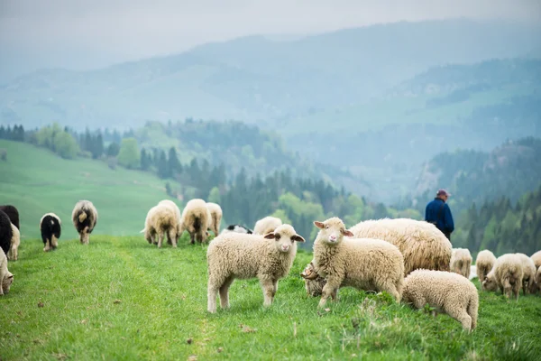 Traditionelle Schafe weiden auf Hügeln in den polnischen Bergen — Stockfoto