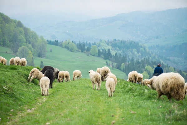 Traditionele schapen grazen op heuvels in Pools bergen — Stockfoto