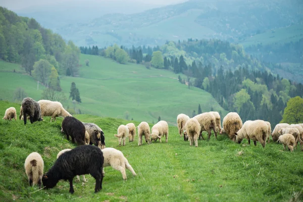 Traditionele schapen grazen op heuvels in Pools bergen — Stockfoto