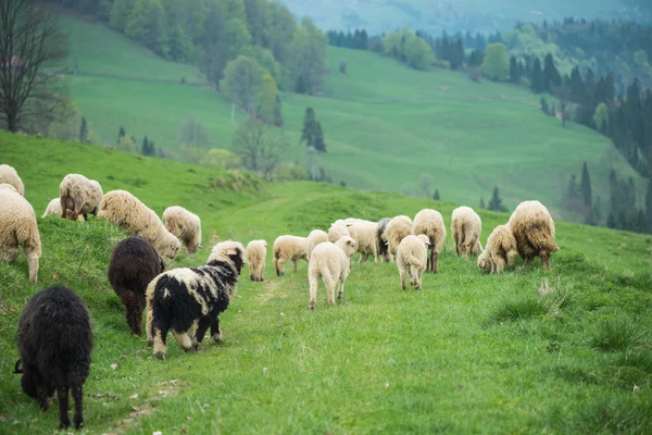 Traditionele schapen grazen op heuvels in Pools bergen — Stockfoto