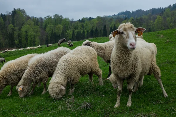 Ovelhas tradicionais pastando em colinas em polonês Tatry montanhas reg — Fotografia de Stock