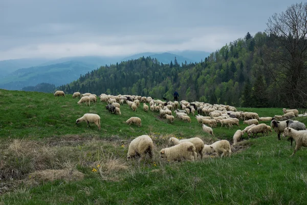 Traditional sheep grazing on hills in polish Tatry mountains reg — Stock Photo, Image