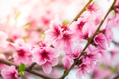 Bahar çiçek açan ağaç dalı güneş ile pembe çiçekler