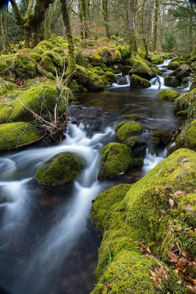 Ruisseau sauvage dans une vieille forêt, mouvement de l'eau en un laps de temps — Photo