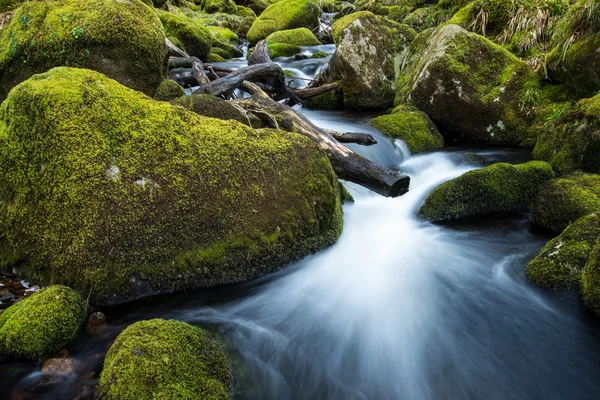 Потік у старому лісі, розмита вода у швидкому русі — стокове фото