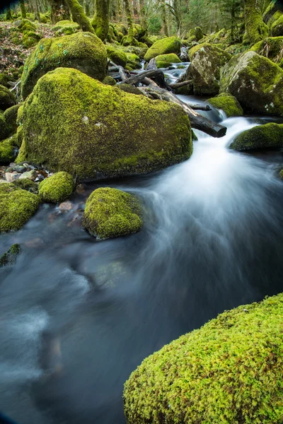 Dziki potok w starym lesie, wody rozmazane w ruchu — Zdjęcie stockowe