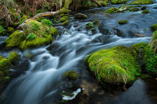 Vilda ström i gammal skog, vatten suddig i rörelse — Stockfoto