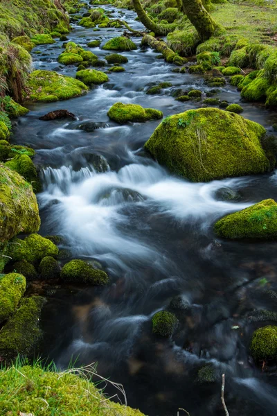 Fluxo selvagem na floresta velha, água borrada em movimento — Fotografia de Stock