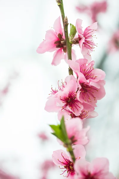 Wczesną wiosną kwitnące drzewo gałąź — Zdjęcie stockowe