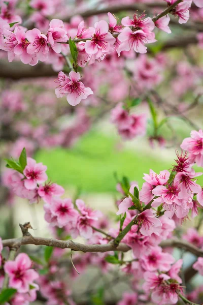 Kwitnące drzewo gałąź na wiosnę z tło zamazane pole — Zdjęcie stockowe