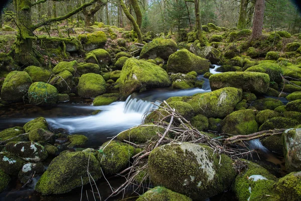 Vilda ström i gammal skog, tid förflutit vatten rörelse — Stockfoto