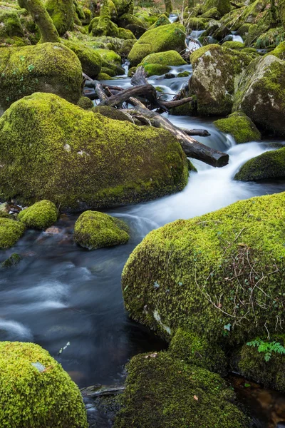 Fluxo na floresta velha, água turva em movimento rápido — Fotografia de Stock