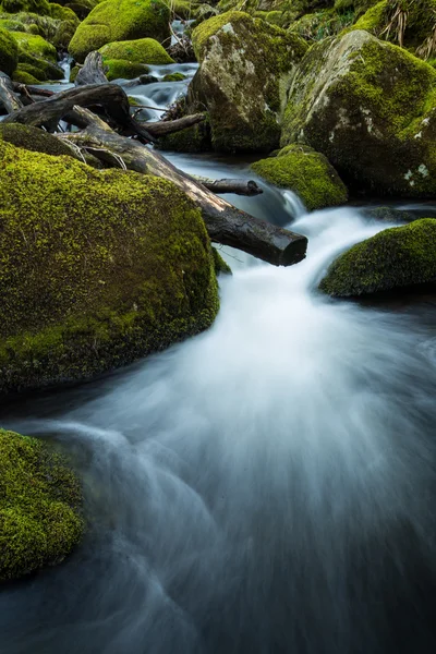 Fluxo selvagem na floresta velha, água borrada em movimento — Fotografia de Stock
