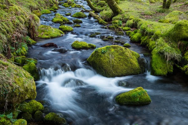 Fluxo selvagem na floresta velha, água borrada em movimento — Fotografia de Stock