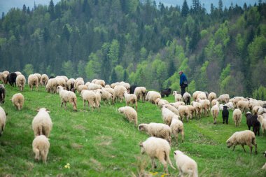 Koyunlar ve köpekler, Hes sürüsü ile yürüyen adam geleneksel grazin