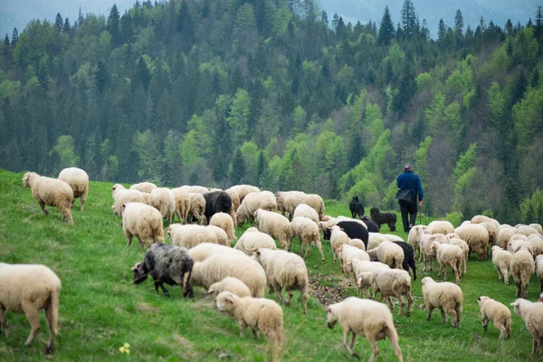 Man walking with hes flock of sheep and dogs, traditional grazin — Stock Photo, Image