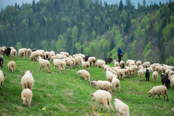 Man walking with hes flock of sheep and dogs, traditional grazin — Stock Photo, Image