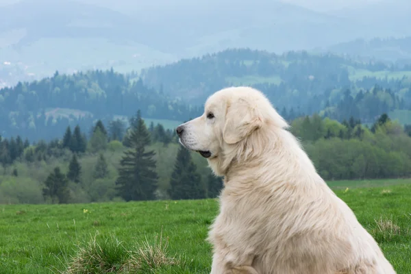 Çoban köpeği bekçi sürüsü Lehçe Dağları